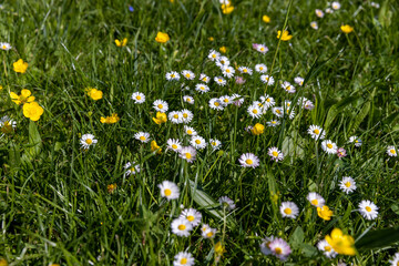 white daisy flowers in the park in spring