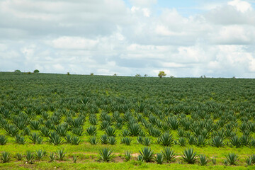 beautiful flora and fauna of the African savannah