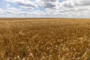 a field with a harvest of ripe wheat