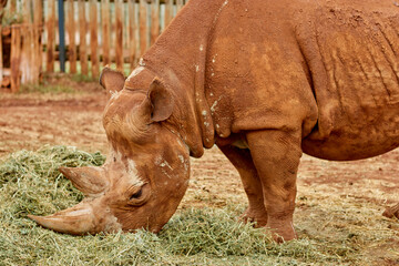 A rhino during its feeding time  © lilian