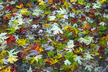autumn leaves background