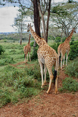 Naklejka na ściany i meble Giraffe mingling with each other