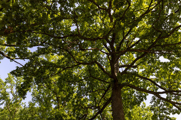 Forest with different trees in summer