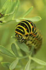 Vertical close up of colorful and large caterpillar of the old world swallowtail, Papilio machaon in vegetation