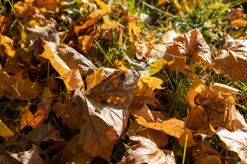 Obraz premium Yellowing maple foliage in the autumn season
