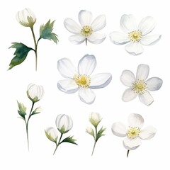 illustration of watercolor set of white small flowers in scandinavia, Generative ai