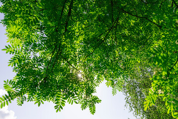 rowan flowers during flowering in spring park
