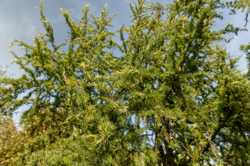 Fototapeta premium soft yew needles in summer in the park