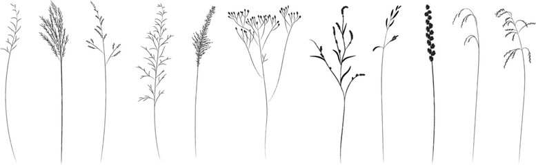 Field and meadow grasses, black contour line. Sketch of medicinal plants, vector drawing. © Nadzeya Pakhomava