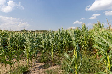 green corn field in summer, fields with corn