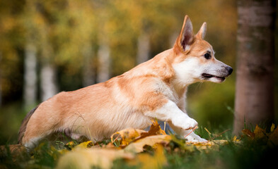 Naklejka na ściany i meble red corgi puppy runs in autumn
