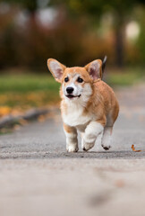 Naklejka na ściany i meble Welsh Corgi puppy runs on the street in autumn