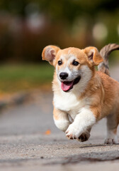 Welsh Corgi puppy runs on the street in autumn