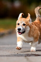 Corgi puppy runs in autumn