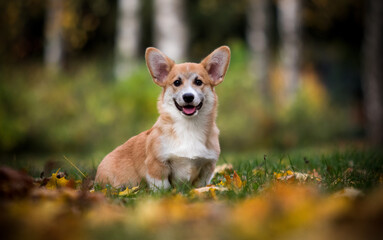 red corgi puppy smiling in autumn
