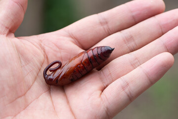 brown moth in pupa stage in hand