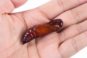 brown moth in pupa stage in hand - obrazy, fototapety, plakaty
