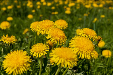 spring yellow dandelions in sunny weather, close-up