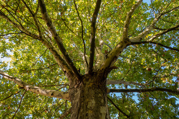 Platanus hispanica, acerifolia. Trunk and branches with leaves of hybrid, shade, sycamore banana.