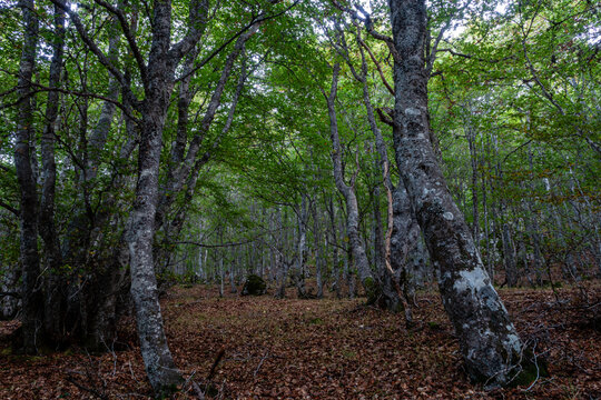 Beech Forest. Fagus sylvatica. Valporquero de Torio. Leon, Spain.