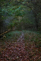 path in the forest