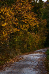 autumn in the woods