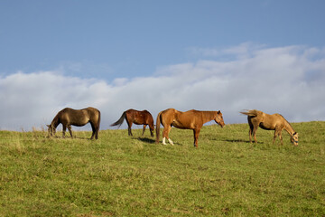 Fototapeta premium horses on the meadow