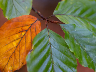 closeup of colorfull beech leaves in autumn