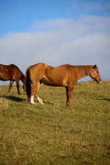 Fototapeta premium horses on the meadow