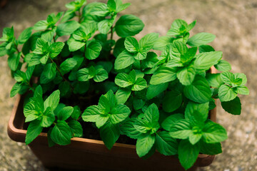 Lush Green Mint Leaves Thriving in a Garden Terra Cotta Pot: A Touch of Freshness and Nature