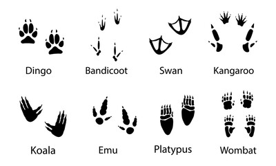 Australian animals  paw prints, vector illustration different wild  animals footprints black on white illustration. Dingo ,bandicoot ,swan ,kangaroo ,koala ,emu , platypus ,wombat for your design     - obrazy, fototapety, plakaty