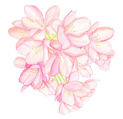 手描き水彩の可愛い桜の花のイラスト