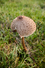 mushroom in the grass
