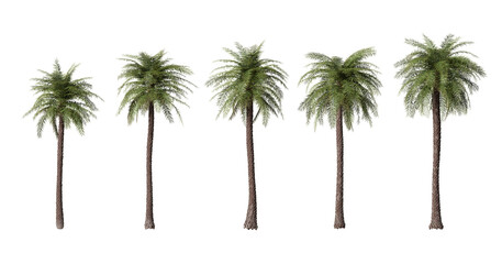Phoenix sylvestris palm high plants isolated on transparent background