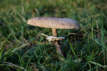 mushroom in the grass