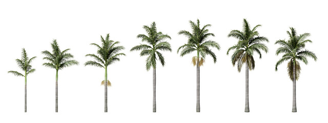 Florida royal palm or Cuban royal palm plants isolated on transparent background