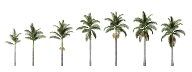 Foto op Canvas Florida royal palm or Cuban royal palm plants isolated on transparent background © Yoshikitaima