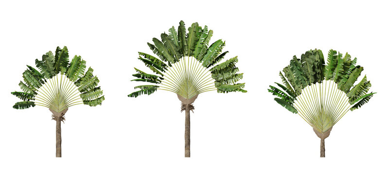 Ravenala Madagascariensis banana plants isolated on transparent background