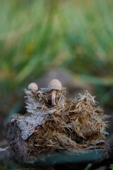 tiny mushroom in a ground with blurred background
