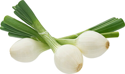 Green onion isolated on white background with clipping path - obrazy, fototapety, plakaty