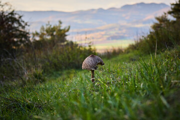 a mushroom in the meadow with landscape 