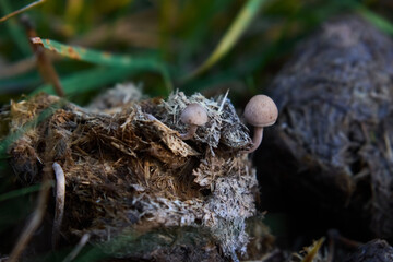 mushroom on a clod of earth in a meadow
