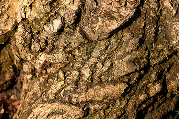 the outer part of the tree trunk, bark close-up, large texture of tree bark, wood, bark of a woody plant
