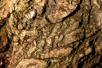 the outer part of the tree trunk, bark close-up, large texture of tree bark, wood, bark of a woody...