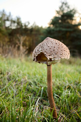 mushroom in the grass