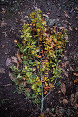 Fallen branch with autumn leaves on the ground. Fall colors. Autumn forest. Сolorful bushy branch on the ground. Autumn mood. 