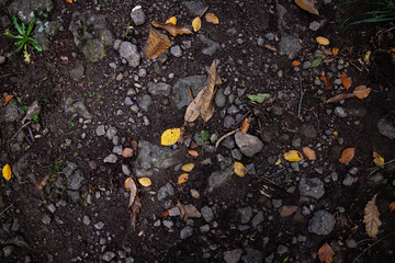 Autumn leaves on the ground. Autumn landscape underfoot. Autumn wallpaper. Template for article, blog. Autumn mood, melancholy.