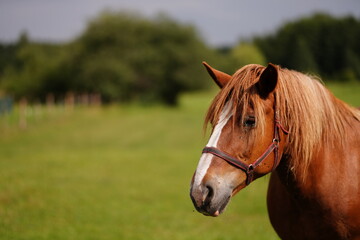 Profil głowy brązowego konia na tle zielonej łąki