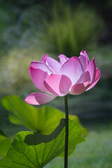Beautiful Pink Lotus or Waterlily Flower with good lighting in the morning. The background is the green natural trees. Concept of freshness nature for a good life every day.