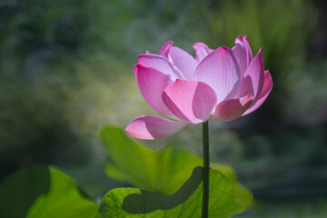 Obraz premium Beautiful Pink Lotus or Waterlily Flower with good lighting in the morning. The background is the green natural trees. Concept of freshness nature for a good life every day.